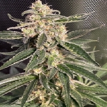 Auto Sweet Donkey (Ministry Of Cannabis Seeds) Cannabis Seeds