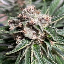 Mars Mellow (Ministry Of Cannabis Seeds) Cannabis Seeds