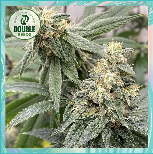 Banana Glue (Double Seeds) Cannabis Seeds