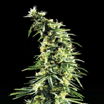Hawaiian Snow (Green House Seeds) Cannabis Seeds