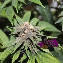 GOLD LINE MAC Daddy (Purple Caper Seeds) Cannabis Seeds