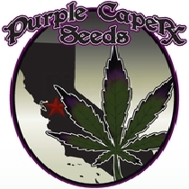 GOLD LINE Tonic's Web (Purple Caper Seeds) Cannabis Seeds