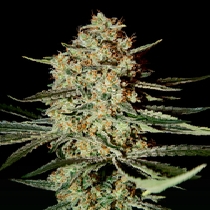 Himalaya Gold (Green House Seeds) Cannabis Seeds