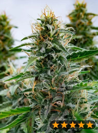 White Widow (PowerStrains) Cannabis Seeds