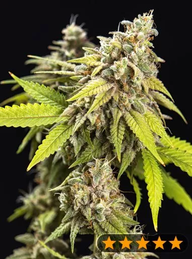 White Widow Auto (PowerStrains) Cannabis Seeds