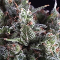 Auto Olympia (Pyramid Seeds) Cannabis Seeds
