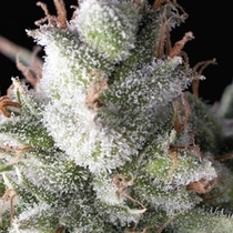 Auto Ramses (Pyramid Seeds) Cannabis Seeds