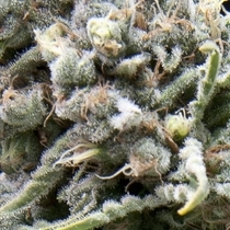 White Widow CBD Auto (Pyramid Seeds) Cannabis Seeds
