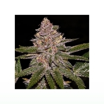 Radical Juice (Ripper Seeds) Cannabis Seeds