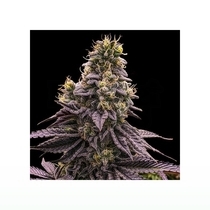 Zombie Bride (Ripper Seeds) Cannabis Seeds