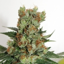 Fuel OG (Ripper Seeds) Cannabis Seeds