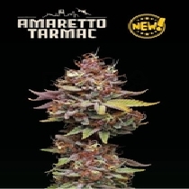 Superior Amaretto Tarmac (SeedStockers Seeds) Cannabis Seeds