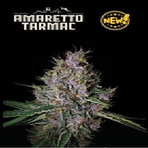 Superior Amaretto Tarmac Auto (SeedStockers Seeds) Cannabis Seeds
