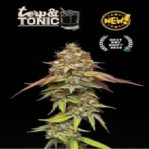 Superior Terp & Tonic (SeedStockers Seeds) Cannabis Seeds