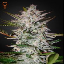 Holy Punch (Green House Seeds) Cannabis Seeds