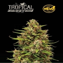 Superior Tropical Zmoothie Auto (SeedStockers Seeds) Cannabis Seeds