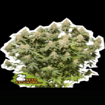 Moby Dick (SeedStockers Seeds) Cannabis Seeds