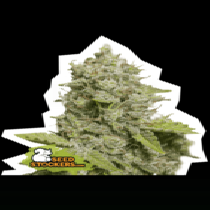 CBD Critical XXL Auto (SeedStockers Seeds) Cannabis Seeds
