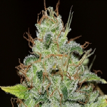 Bruce Banger (Seedsman Seeds) Cannabis Seeds