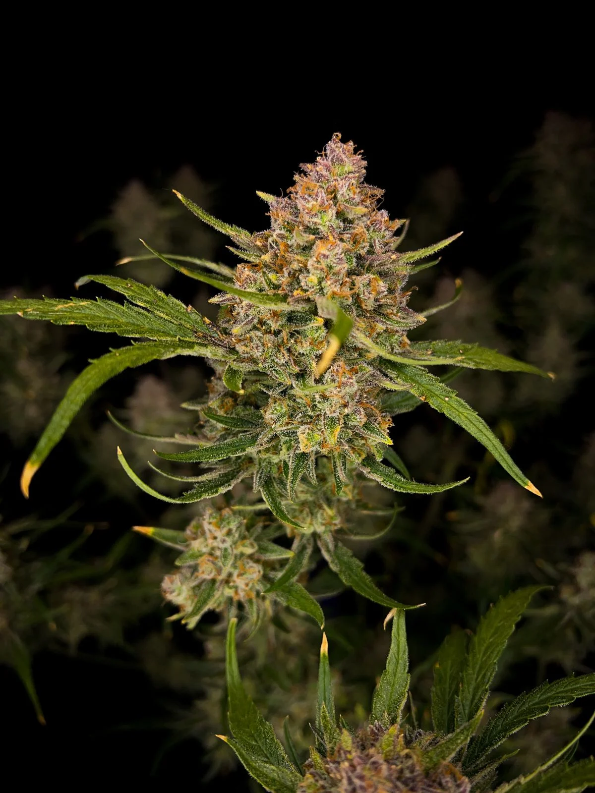 Guava Auto (Fastbuds Seeds) Cannabis Seeds
