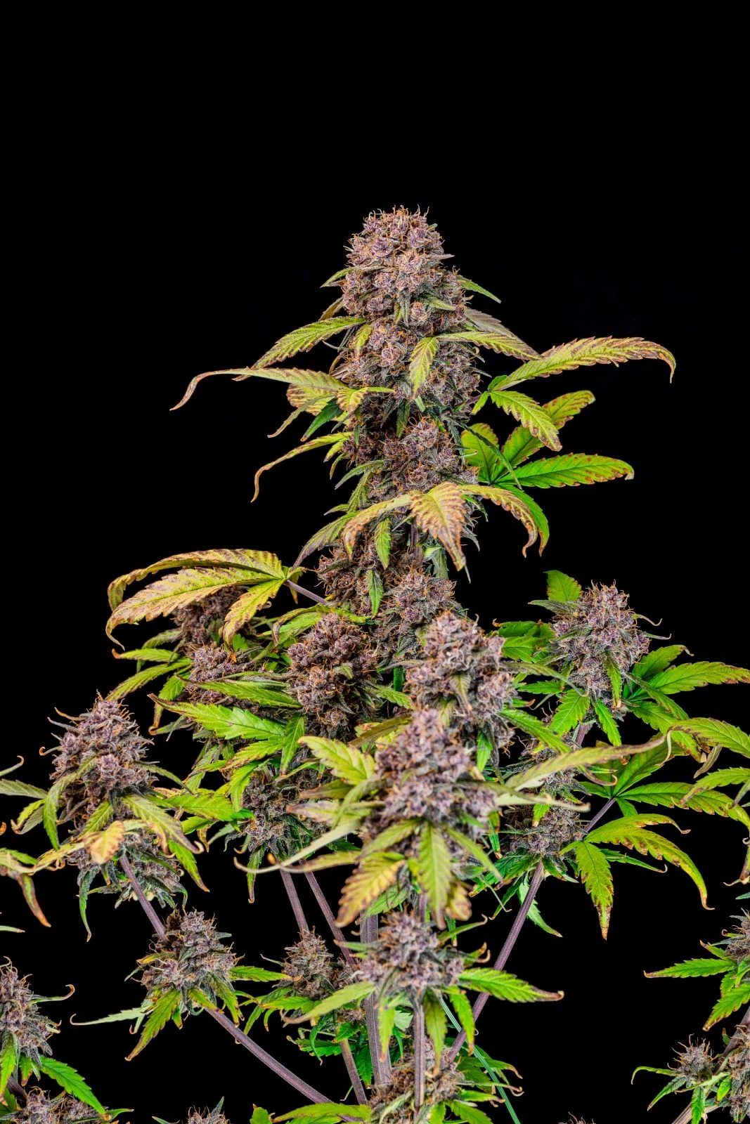 Lemon Cherry Cookies Auto (Fast Buds Seeds) Cannabis Seeds