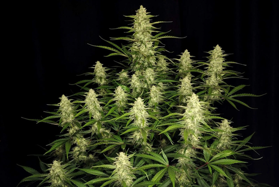 Papaya Cookies Auto (Fast Buds Seeds) Cannabis Seeds