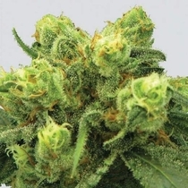 Big Bud (Nirvana Seeds) Cannabis Seeds