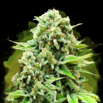 White Widow Auto (Nirvana Seeds) Cannabis Seeds