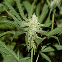 Lemonchello Haze (Seedsman Seeds) Cannabis Seeds