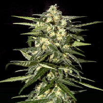 Jack Herer Automatic (Green House Seeds) Cannabis Seeds