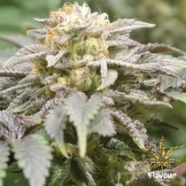 Apples and Bananas ( Flavour Chasers ) Cannabis Seeds
