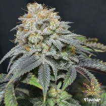 Blue Lobster  (Flavour Chasers Seeds) Cannabis Seeds