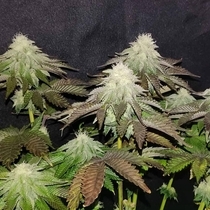 Zi Melon (Karma Genetics Seeds) Cannabis Seeds