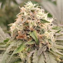 41 Zi (Karma Genetics Seeds) Cannabis Seeds
