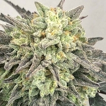 Guava Zi (Karma Genetics Seeds) Cannabis Seeds