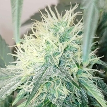 Chemical Zi (Karma Genetics Seeds) Cannabis Seeds