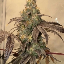 Pink Zi (Karma Genetics Seeds) Cannabis Seeds