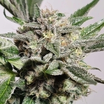 Pink Fritter Feminized  (Karma Genetics Seeds) Cannabis Seeds