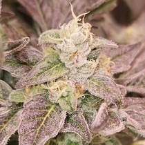 Guava Runtz Feminized (Karma Genetics Seeds) Cannabis Seeds