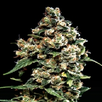 Jack Herer (Green House Seeds) Cannabis Seeds
