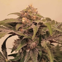 Pinky Zowahh Feminized (Karma Genetics Seeds) Cannabis Seeds
