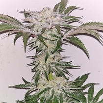 Hindu Runtz Feminized (Karma Genetics Seeds) Cannabis Seeds