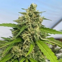 Judge Dread Feminized (Karma Genetics Seeds) Cannabis Seeds