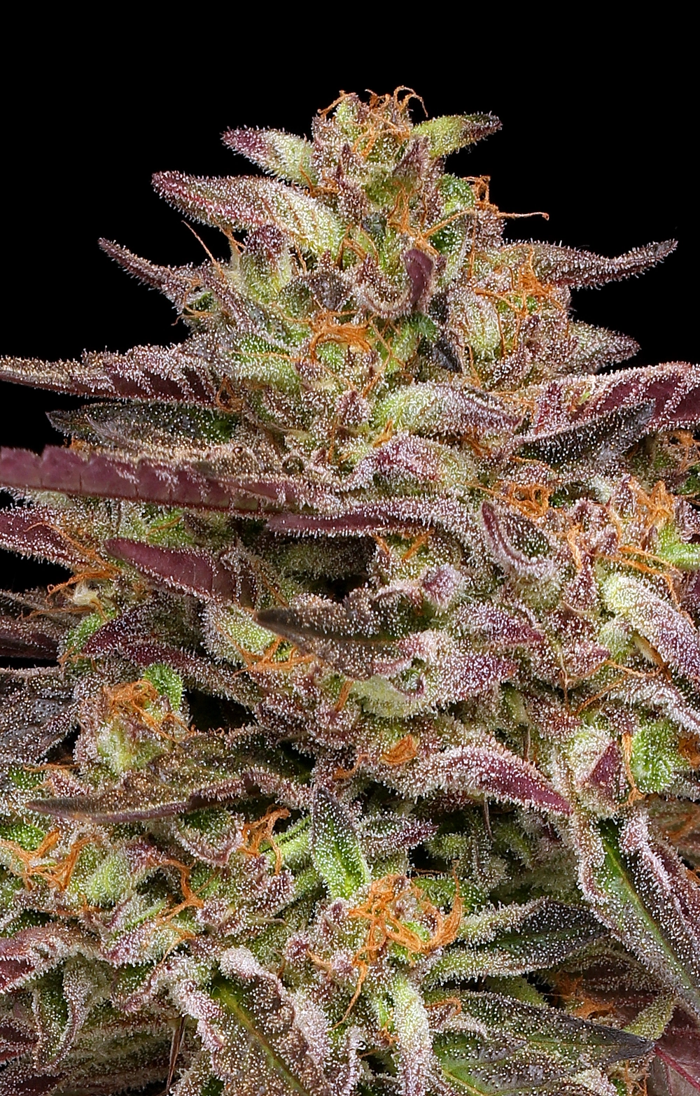 COB Salad (Humboldt Seed Company) Cannabis Seeds