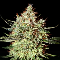K-Train (Green House Seeds) Cannabis Seeds