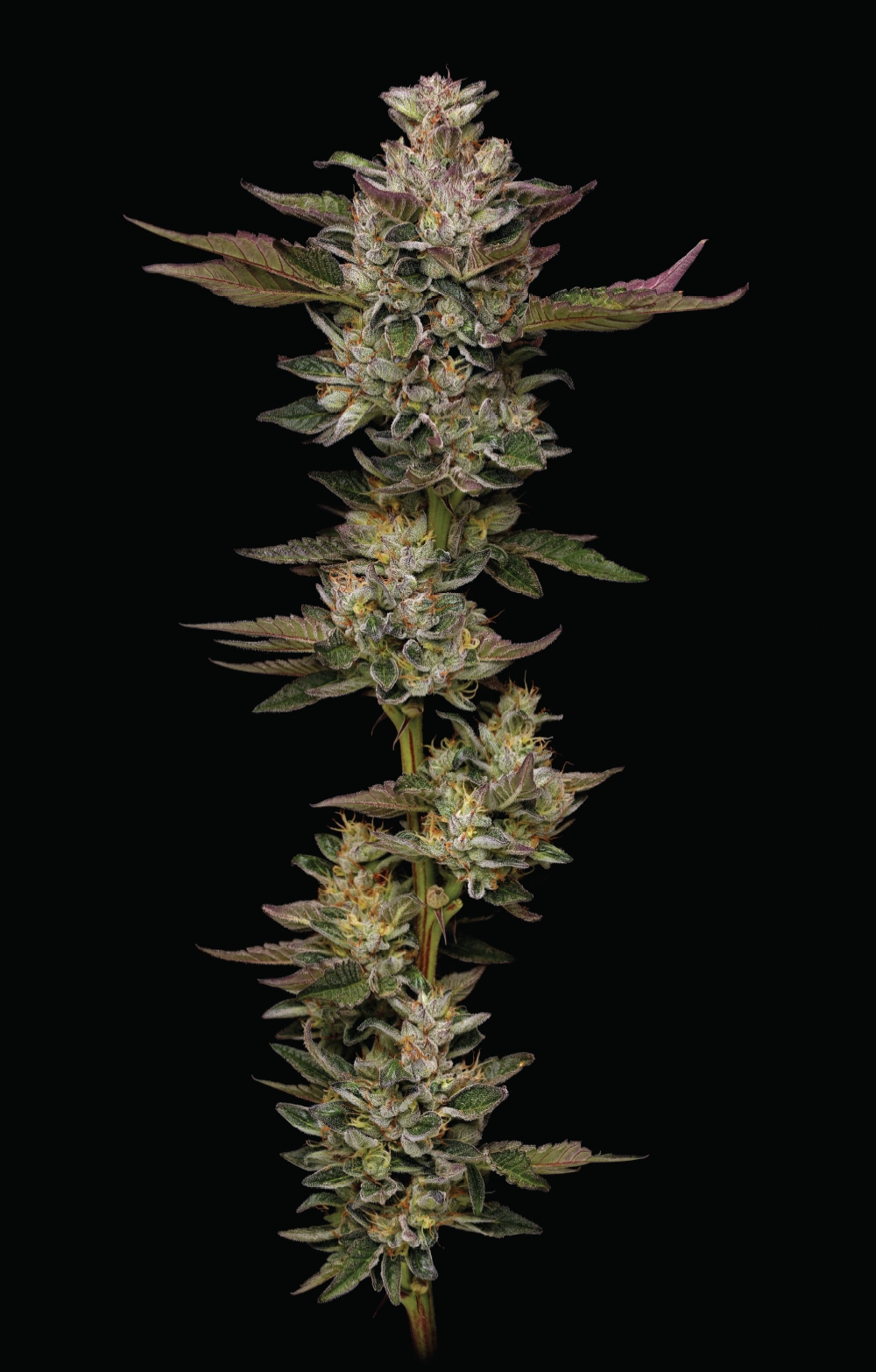 Donutz (Humboldt Seed Company) Cannabis Seeds