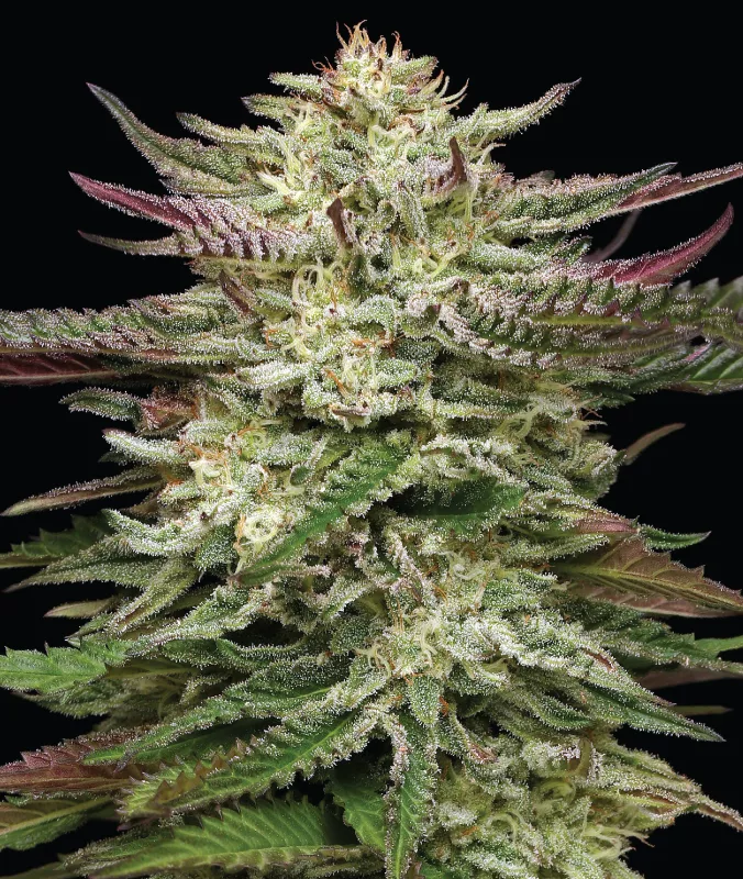 Humboldt Headband Auto (Humboldt Seed Company) Cannabis Seeds