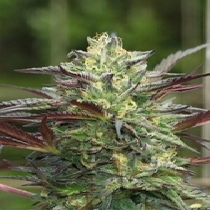 G.S. Cookies (Humboldt Seed Company) Cannabis Seeds
