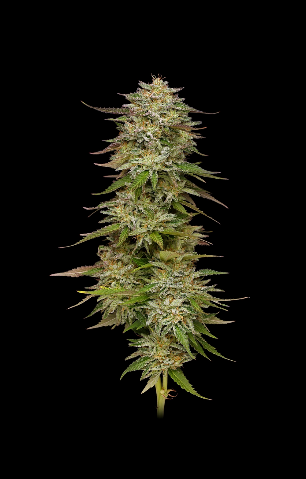 Golden Sands (Humboldt Seed Company) Cannabis Seeds