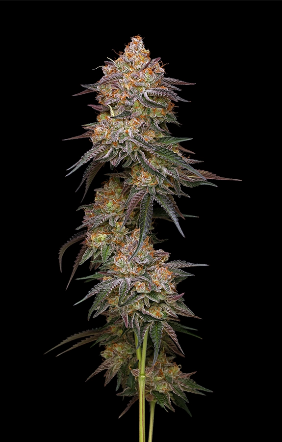 Granny Candy (Humboldt Seed Company) Cannabis Seeds